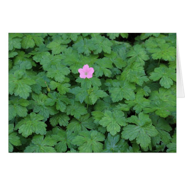 Lone Geranium (Front Horizontal)