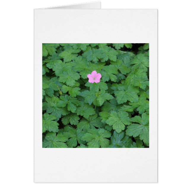 Lone Geranium (Front)