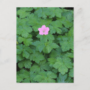 Lone Geranium Postcard