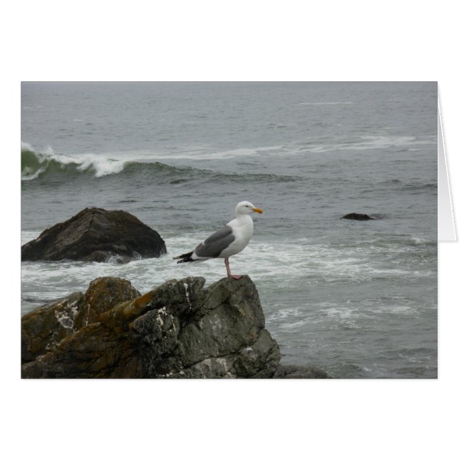 Lone gull (Front Horizontal)