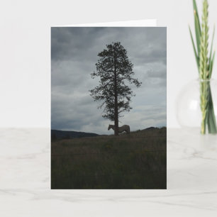 Lone Horse at Sunset Note Card
