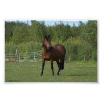 Lone Horse
