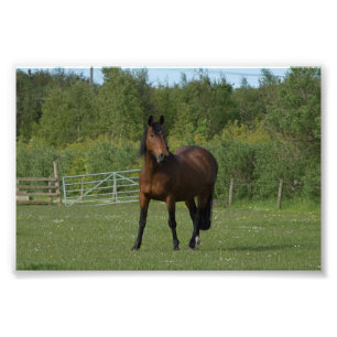Lone Horse Photo Print