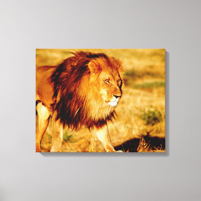 Lone Lion Canvas Print (Front)