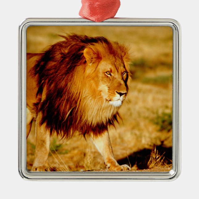 Lone Lion Metal Tree Decoration (Front)