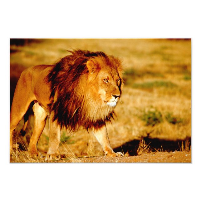 Lone Lion Photo Print (Front)