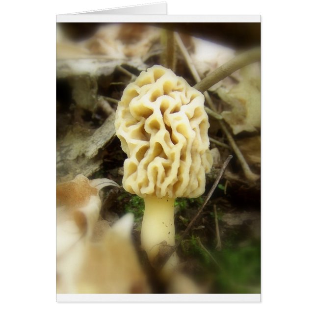 Lone Morel (Front)