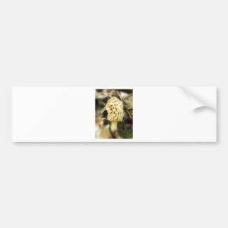 Lone Morel Bumper Sticker