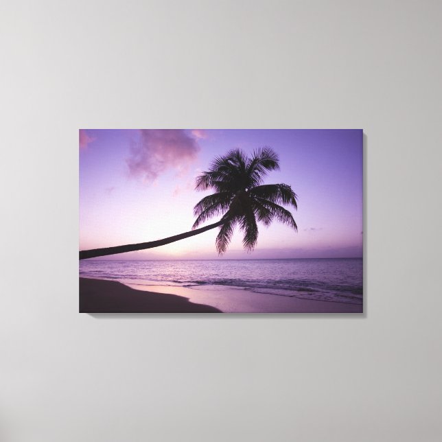 Lone palm tree at sunset, Coconut Grove beach 2 Canvas Print (Front)