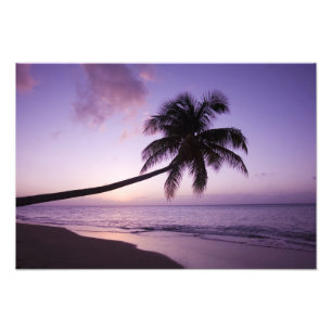 Lone palm tree at sunset, Coconut Grove beach 2 Photo Print
