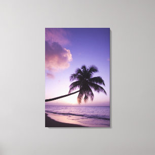 Lone palm tree at sunset, Coconut Grove beach Canvas Print