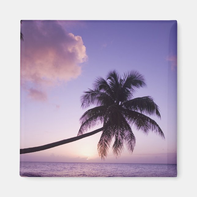Lone palm tree at sunset, Coconut Grove beach Magnet (Front)