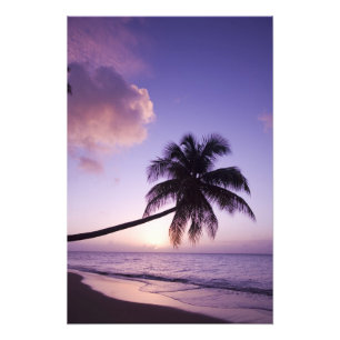 Lone palm tree at sunset, Coconut Grove beach Photo Print