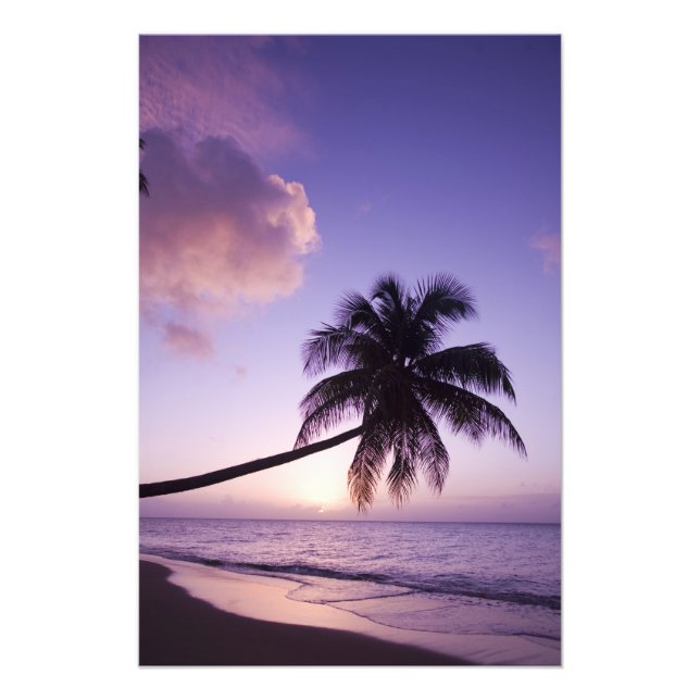 Lone palm tree at sunset, Coconut Grove beach Photo Print (Front)