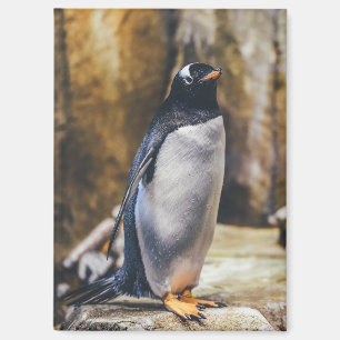 lone penguin magnet
