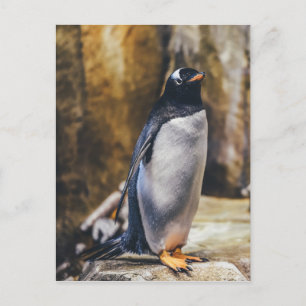 lone penguin postcard