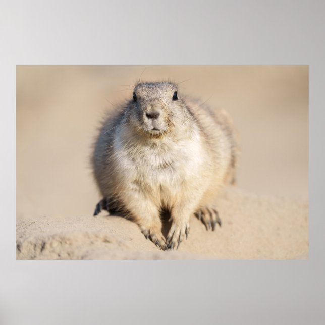 Lone Prairie Dog in the Sand Poster (Front)