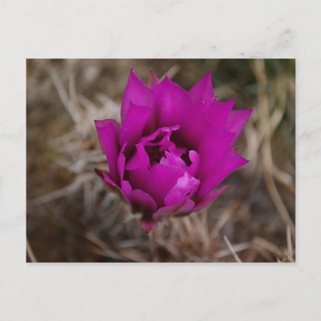 Lone Purple Cactus Flower New Mexico Greeting Card (Front)