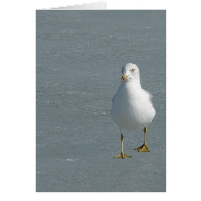 Lone Seagull on Mississippi River Ice (Front)