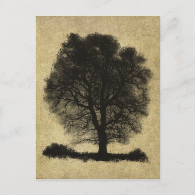 "Lone Stark Tree"-  Postcard (Front)
