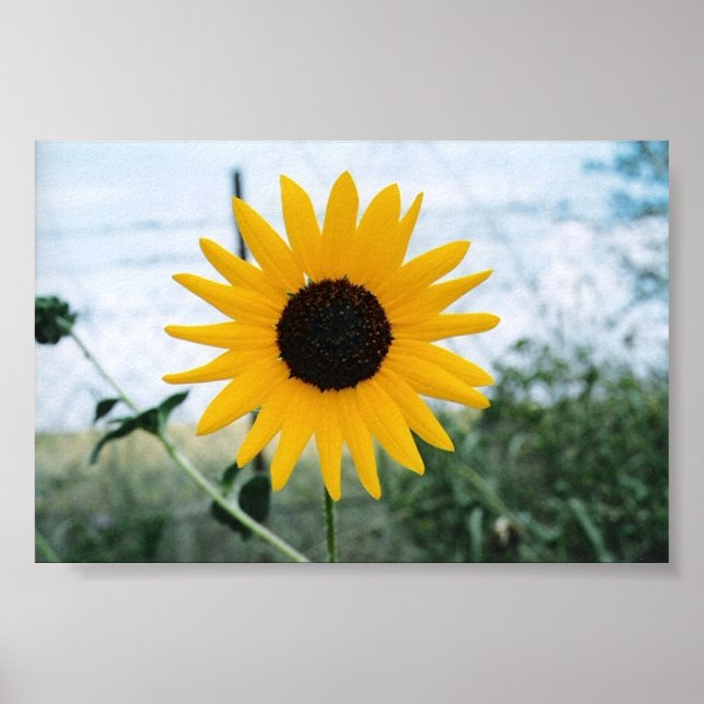 Lone Sunfloer Poster (Front)