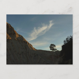 Lone Torrey Pine California Sunset Landscape Postcard