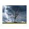 Lone tree and lightning