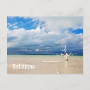 Lone tree at beach postcard