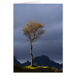 Lone Tree Caught in Sun