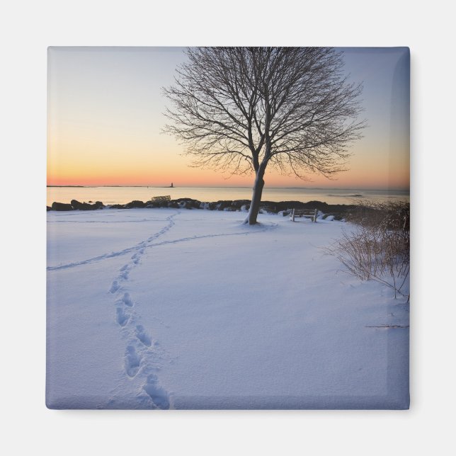 Lone tree in fresh snow at New Castle Common Magnet (Front)