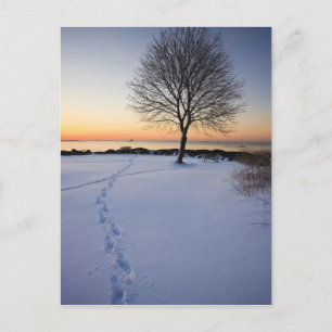 Lone tree in fresh snow at New Castle Common Postcard