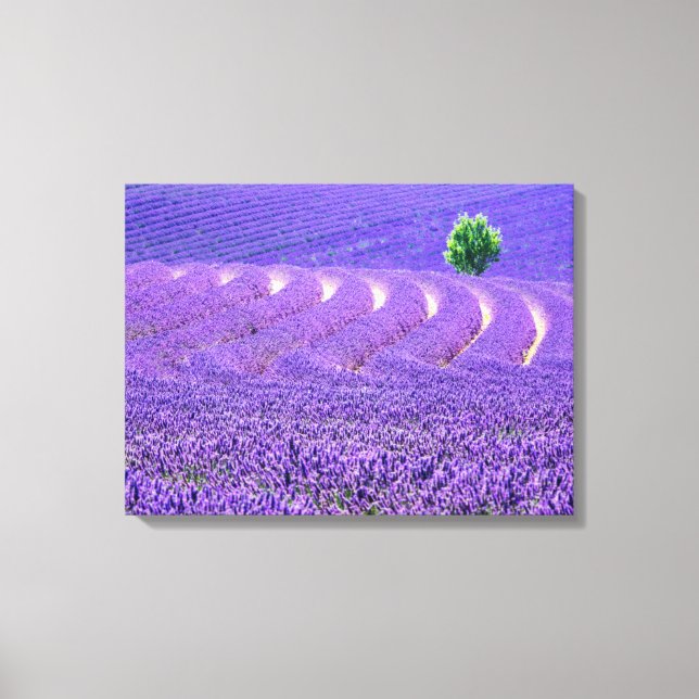 Lone tree in Lavender Field, France Canvas Print (Front)