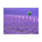 Lone tree in Lavender Field, France