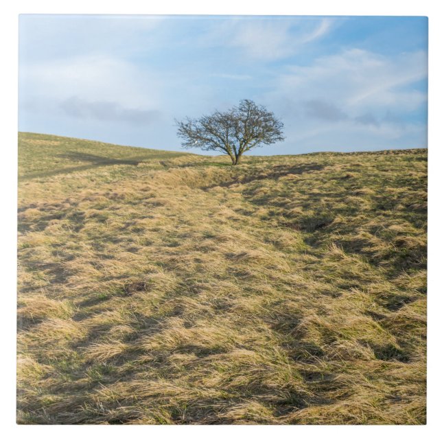 Lone tree in the countryside view ceramic tile (Front)