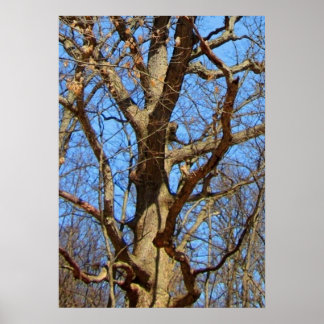 Lone  Tree in Winter Poster