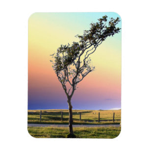 LONE TREE   MAGNET