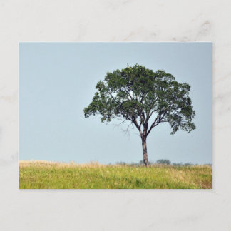 Lone Tree Postcard