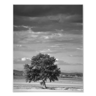 Lone Tree, Wilder Idaho Photo Print