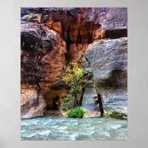 Lone Tree Zion National Park Virgin River Photo