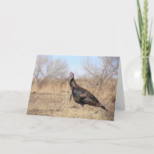 Lone Turkey Holiday Card
