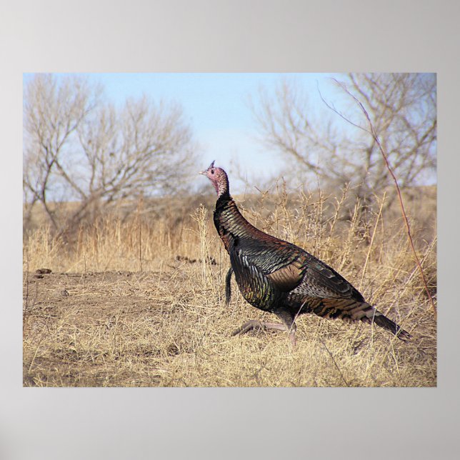 Lone Turkey Poster (Front)