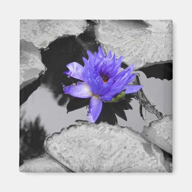 Lone Water Lily Magnet (Front)