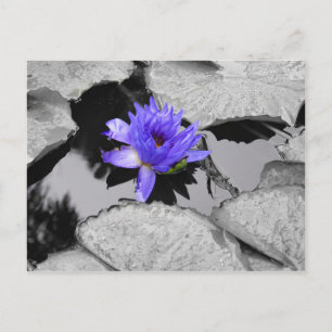 Lone Water Lily Postcard