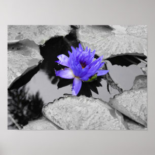 Lone Water Lily Poster