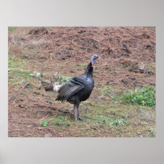 Lone wild turkey poster