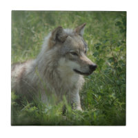 Lone Wolf Grey Wolfs Grey Wolves Real Photo