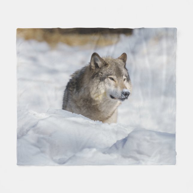 Lone Wolf in Snow Fleece Blanket (Front (Horizontal))
