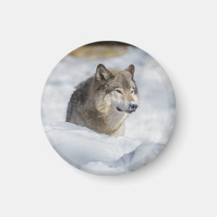Lone Wolf in Snow Magnet
