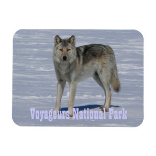 Lone Wolf Voyageurs National Park, Minnesota Magnet