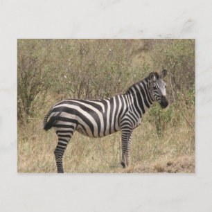 lone zebra postcard